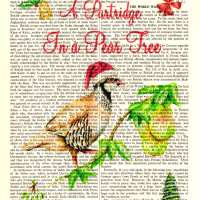 partridge in pear tree